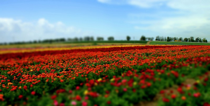 שפע של צבעים