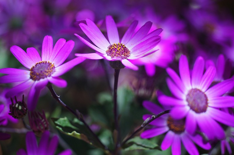 פוטוסינתזה