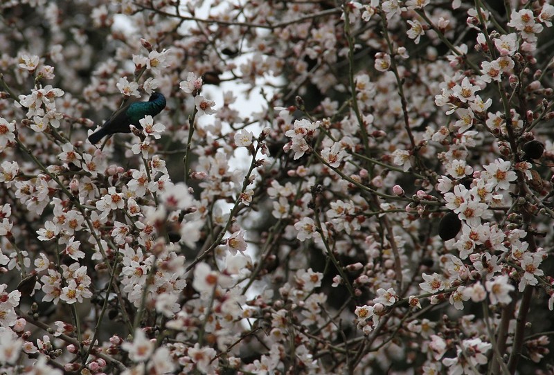 חפשו את הציפור