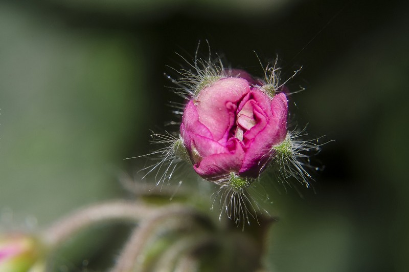נשיקה באוויר