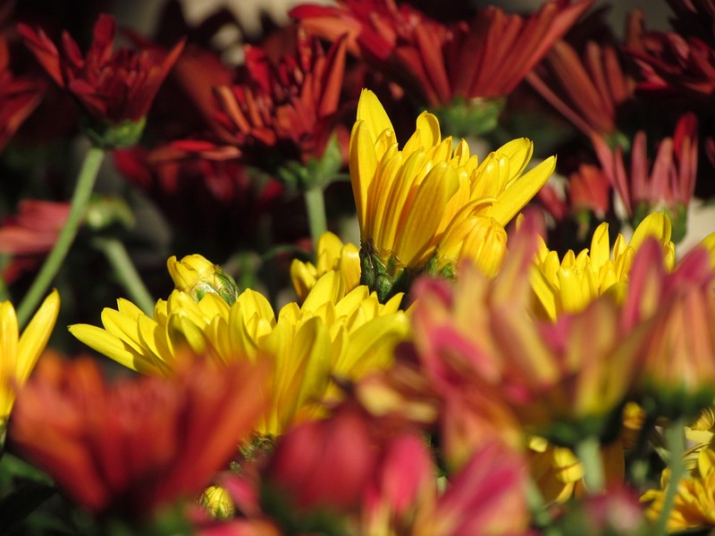 צילום: אדם  שלה