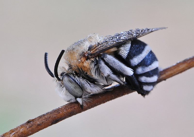 סוג של ביישנות