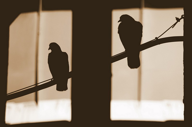 בחדרים נפרדים