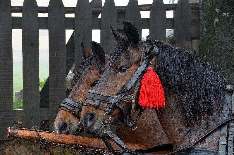צילום: ירון ירון