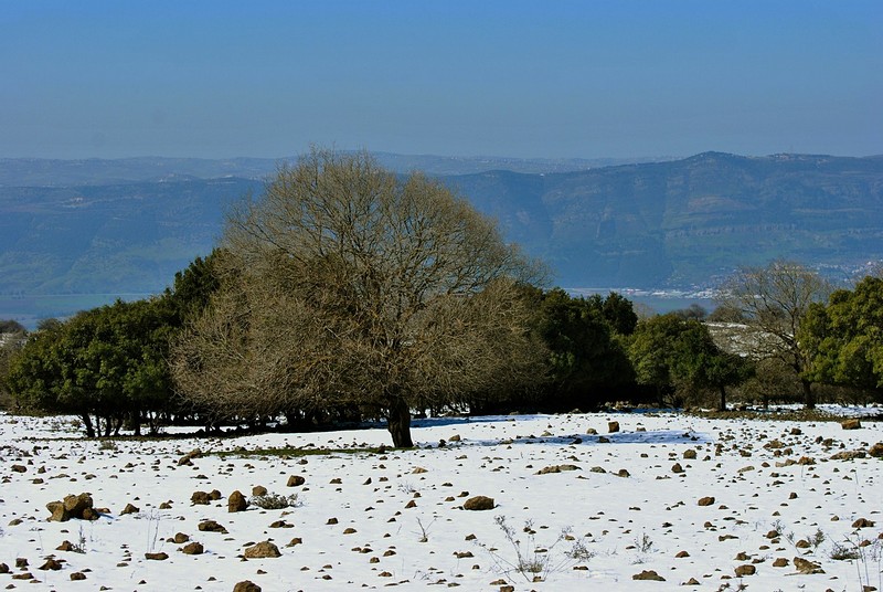עץ ברמת הגולן  בשלג