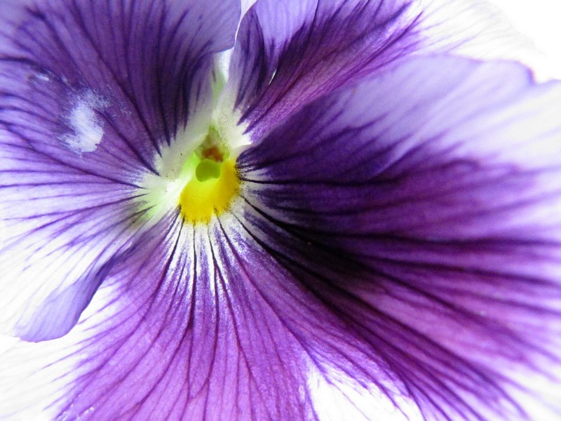 פרח מול אור