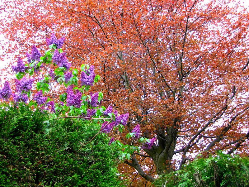 שכונה כפרית באנגליה