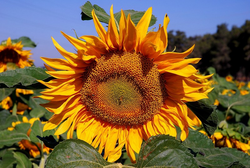 מעצמה גרעינית