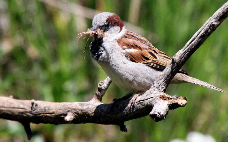בונה את הקן