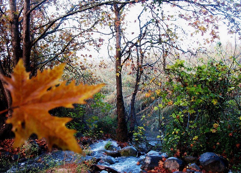 צילום: שרלי כהן