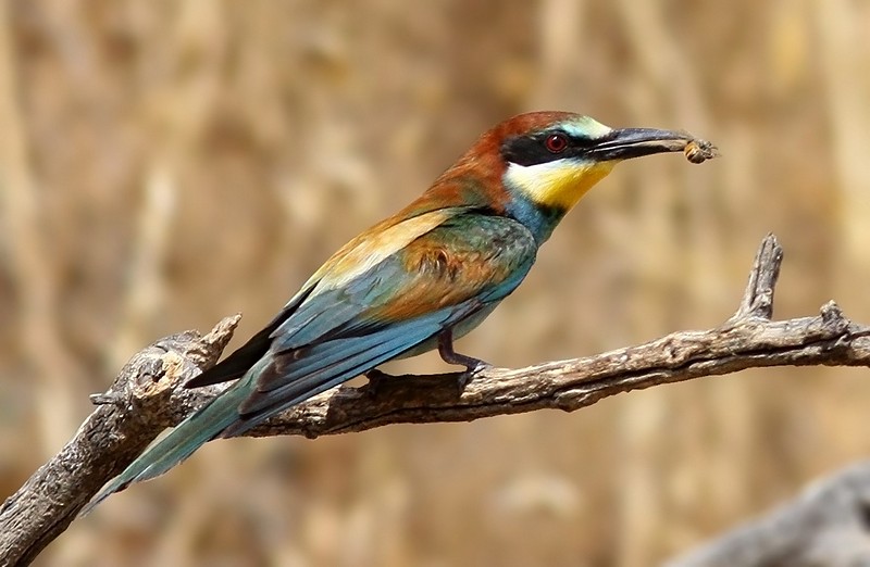 שרקרק עם חטיף 