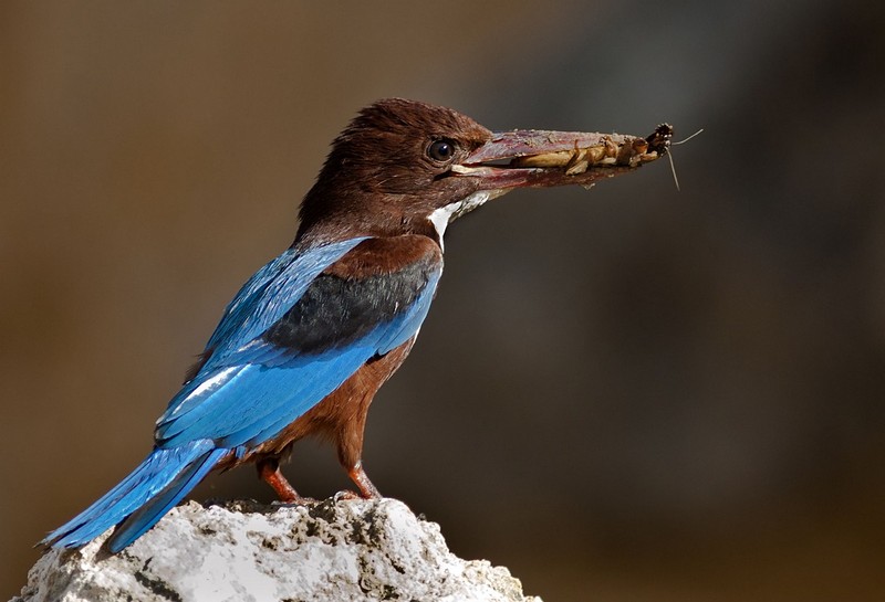 שלדג לבן חזה עם ארוחה