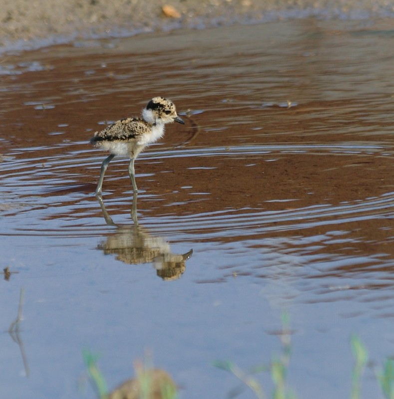 ארוחה בשלולית