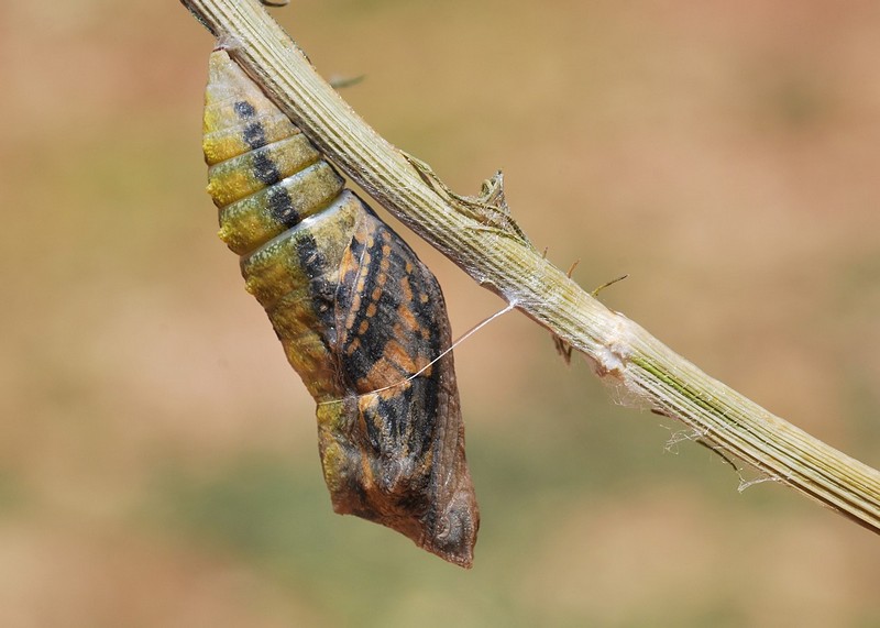 צילום: יהודה שר שלום