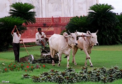 גננות מודרנית