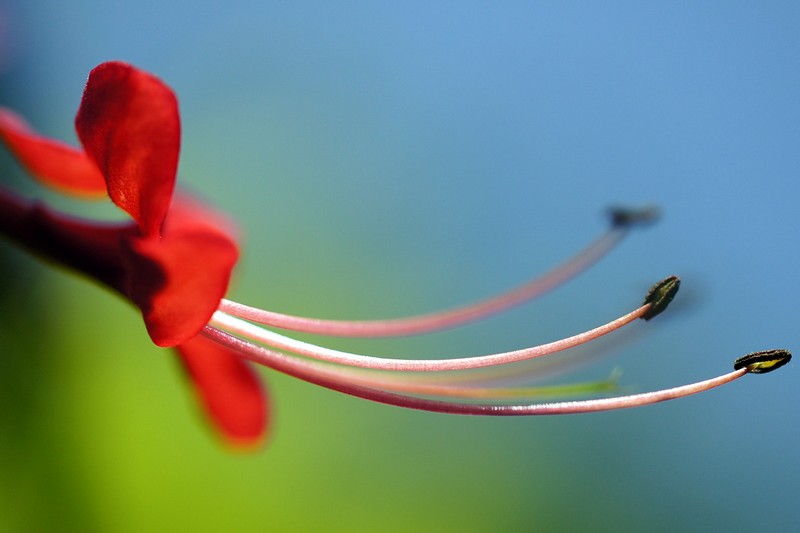 הניצן שנפתח