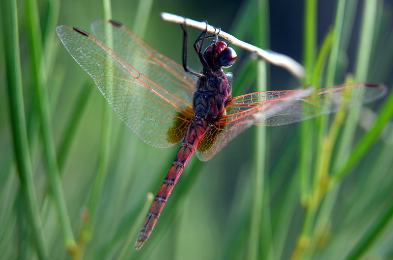 צילום: אריק פריאנטי