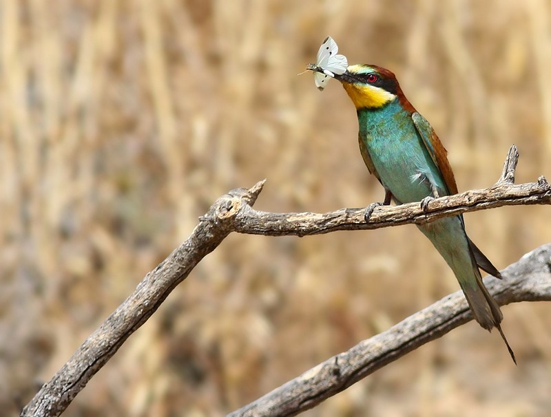שרקרק עם פרפר 