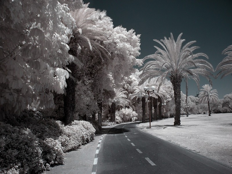 שביל בפארק הלבן..