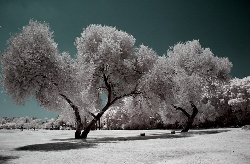 כמה אני רוצה שלג ...