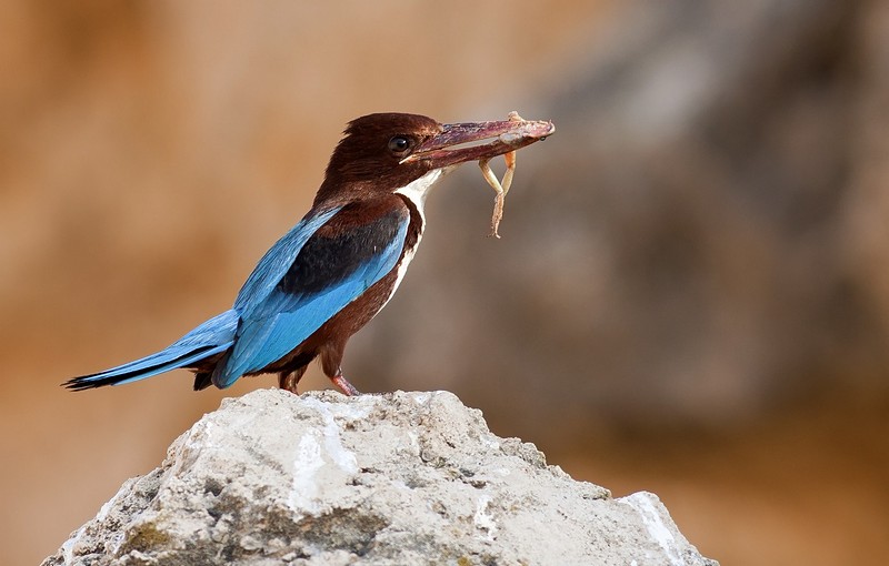שלדג לבן חזה עם צפרדע