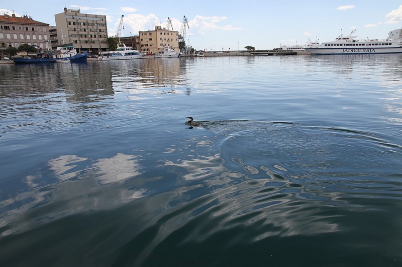 צילום: Kobi Sayak