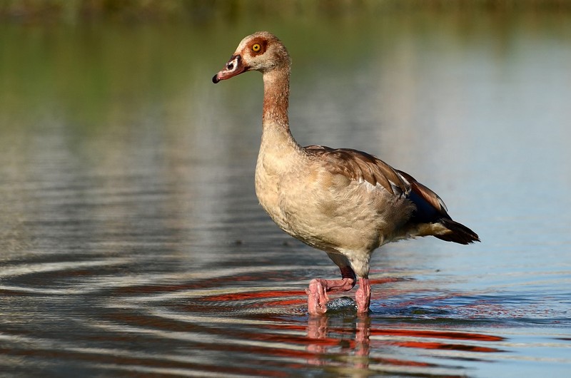 רגליים במים