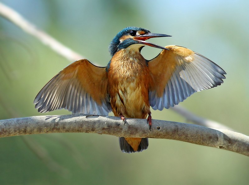 נכון אני יפה ? 