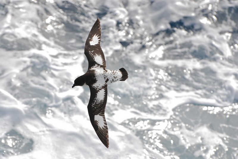 צילום: יואב מנור