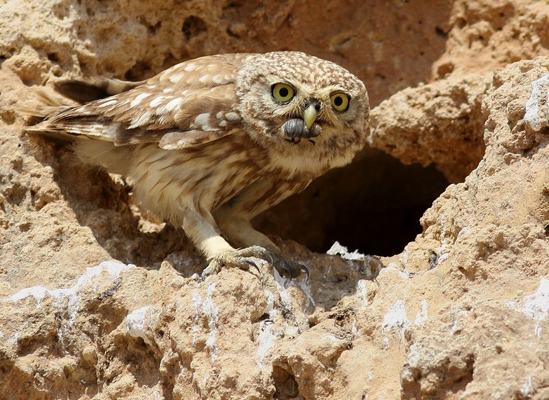 כוס חורבות עם חטיף 