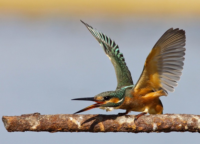 שלדג בעמדת התגוננות