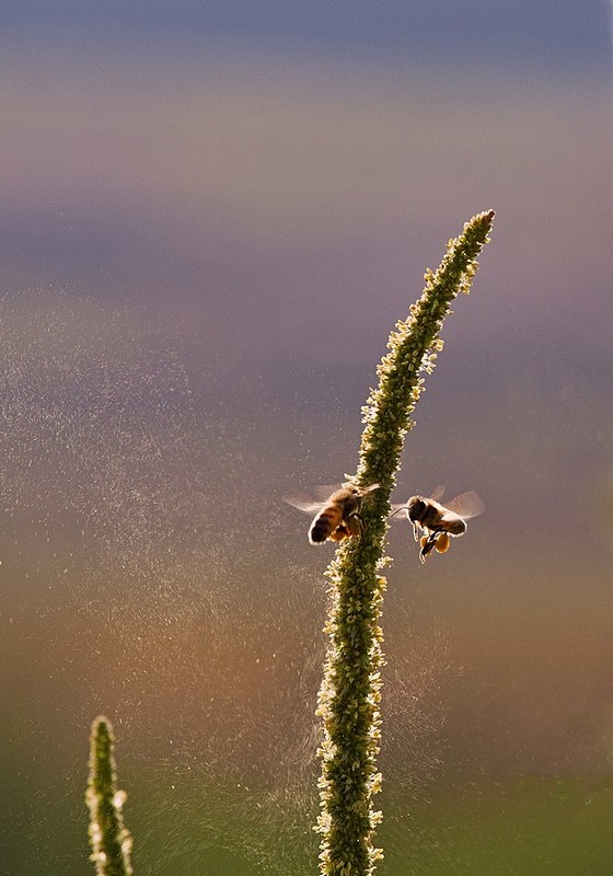 אבקנים ברוח