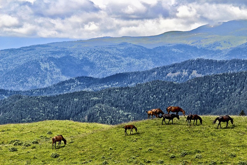 פסטוראליה בקווקז הגבוה