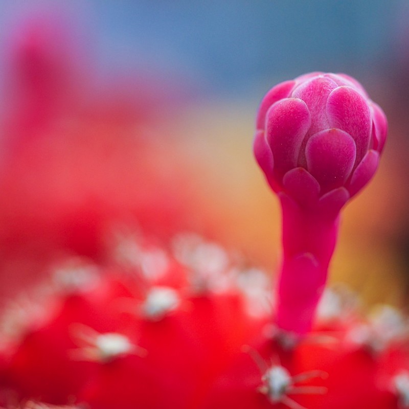 פרח הקקטוס