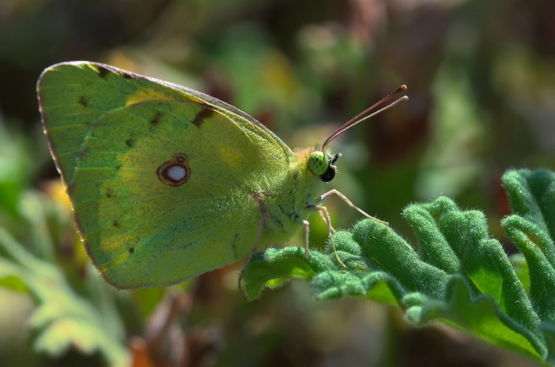 לבנין התלתן