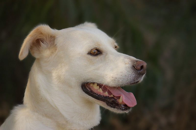 פורטרט כלבלבי