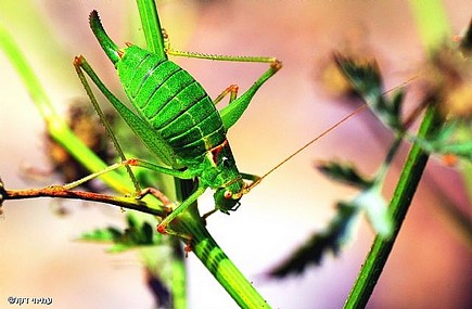 בדרך לארוחה