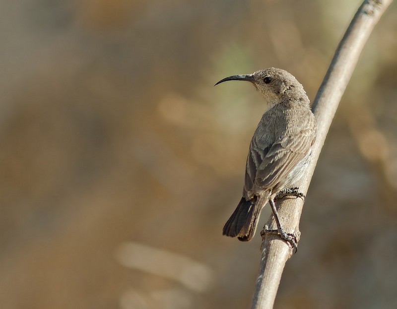 צופית בוהקת נקבה