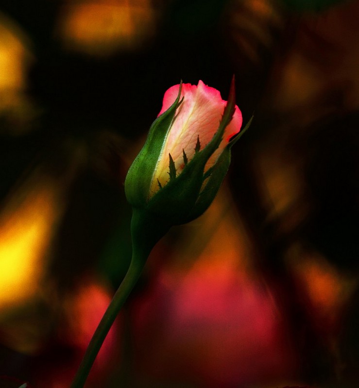 שושנה זוהרת