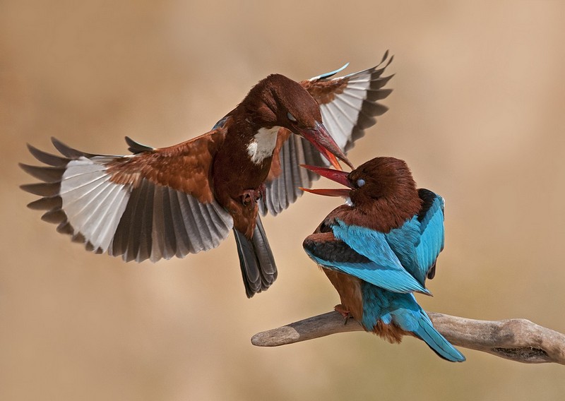 חיזור עצבני..