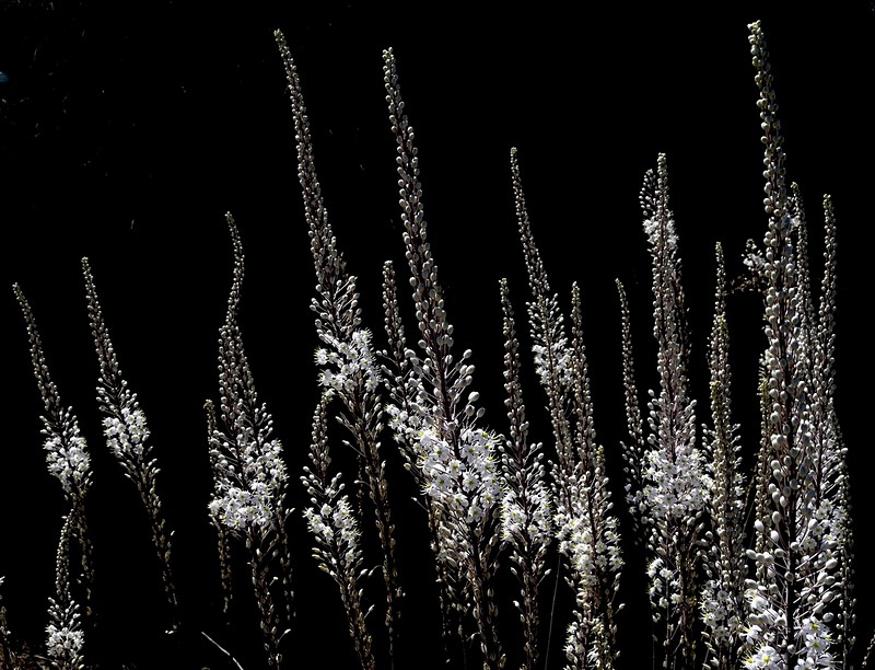 חצבים ניצבים מול הצל