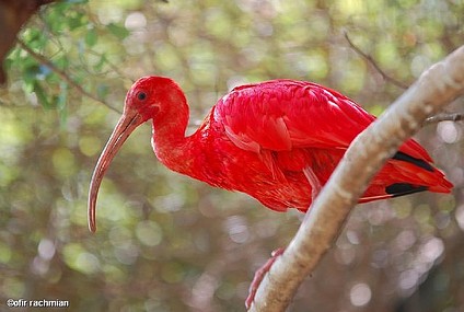 עדיף ציפור 1 על העץ מ-