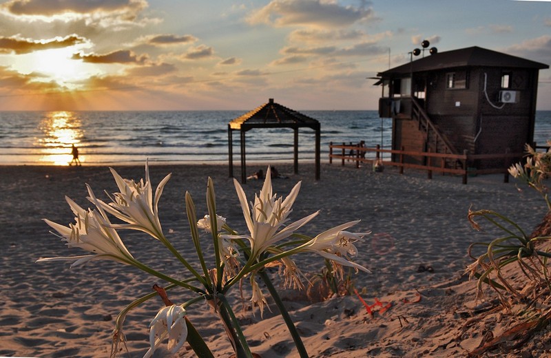 חבצלות החוף בשקיעה