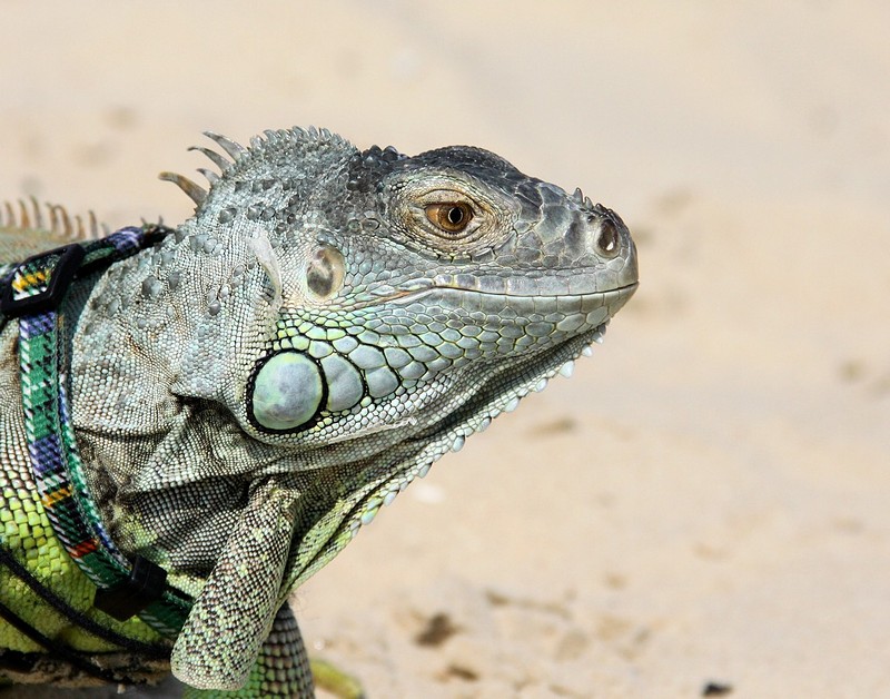 איגואנה בחוף באשדוד
