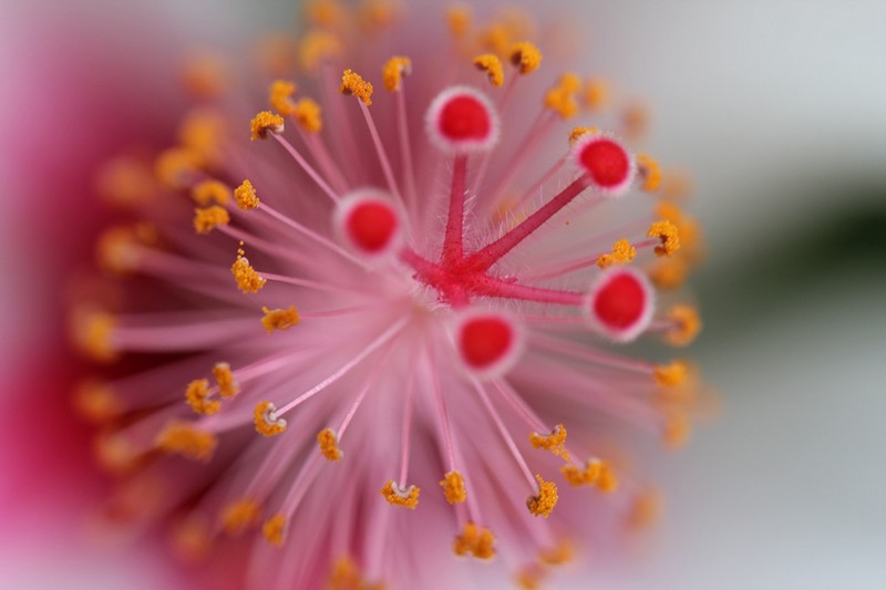 פריחת ההיביסקוס