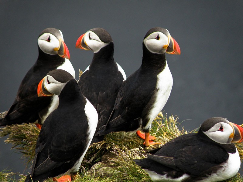 הפאפינס נחתו באיסלנד
