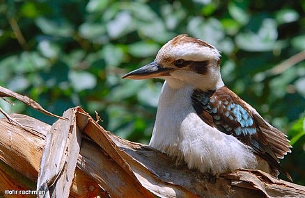 הגזע המוזר...!