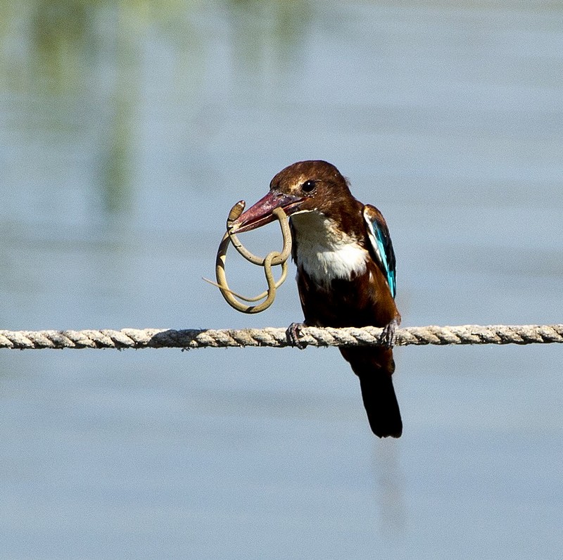 מגוון את התפריט