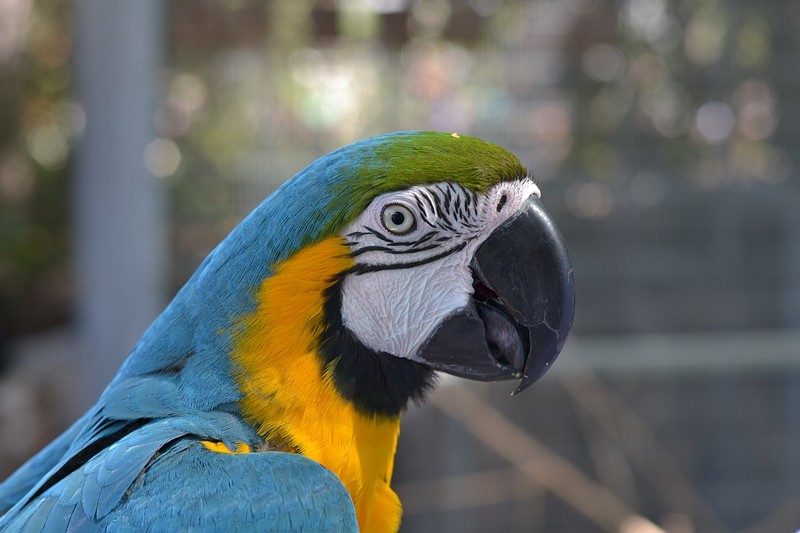 צילום: גבי סעדון