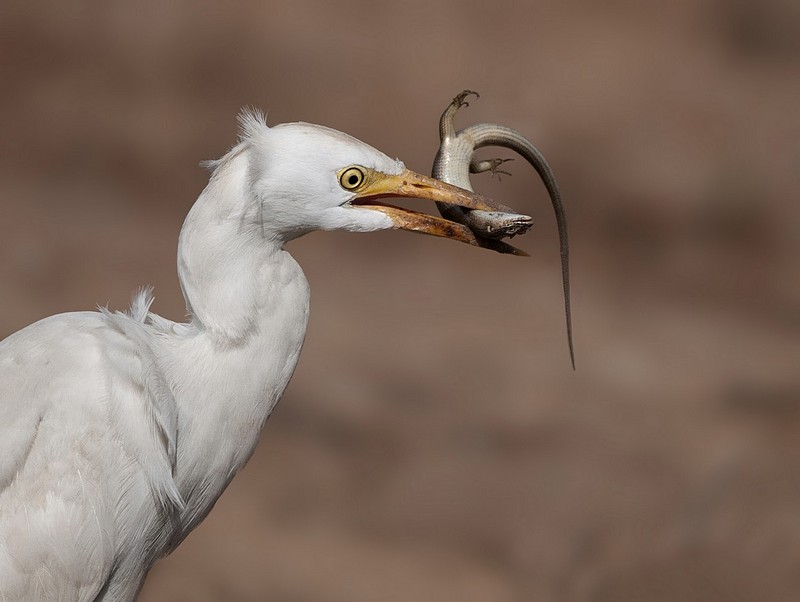 היא רק נראית עדינה